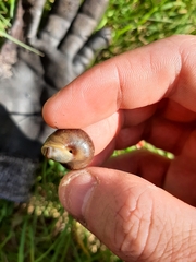 Sauroconcha corneovirens