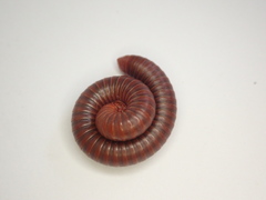 Trigoniulus corallinus