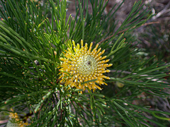 Isopogon anethifolius