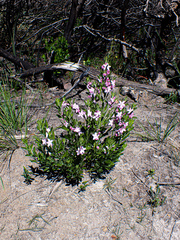 Eriostemon australasius