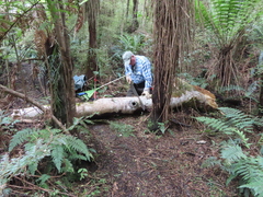 Pterophylla racemosa