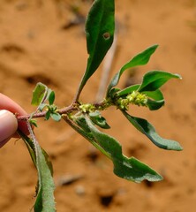 Tetragonia pillansii