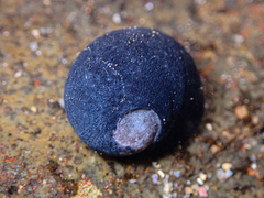 Nerita melanotragus