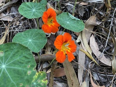 Tropaeolum majus
