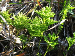 Lycopodiella
