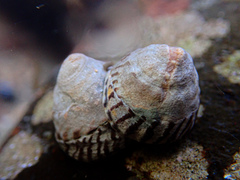 Bembicium nanum