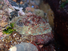 Polyplacophora