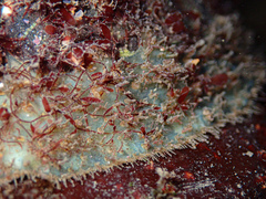 Polyplacophora