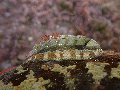 Sypharochiton pelliserpentis