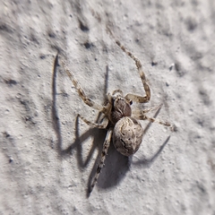 Larinioides sclopetarius