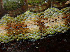 Sypharochiton pelliserpentis
