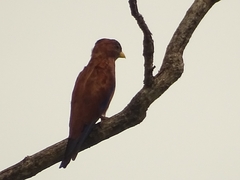 Eurystomus glaucurus