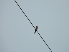 Hirundo tahitica