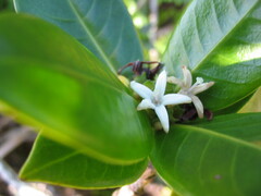 Psychotria