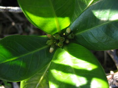 Psychotria