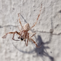 Larinioides sclopetarius