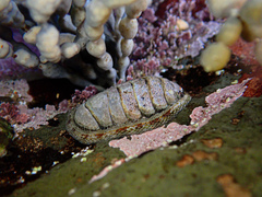 Sypharochiton pelliserpentis