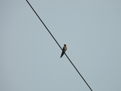 Hirundo tahitica