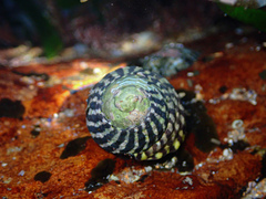 Austrocochlea porcata