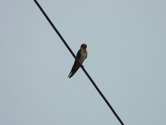 Hirundo tahitica