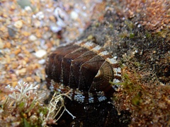Sypharochiton pelliserpentis