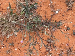 Vittadinia pterochaeta