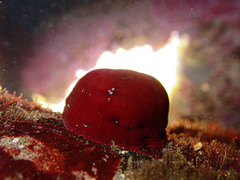 Actinia tenebrosa