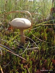 Leccinum holopus