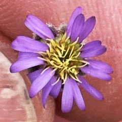 Vittadinia pterochaeta