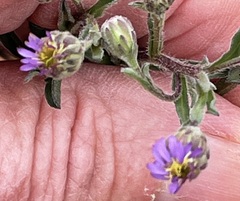 Vittadinia pterochaeta