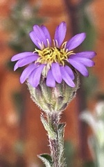 Vittadinia pterochaeta