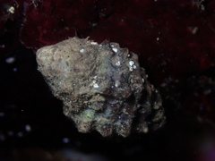 Tenguella marginalba