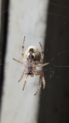 Larinioides patagiatus