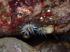Anthothoe albocincta