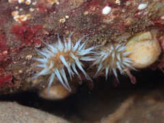 Anthothoe albocincta
