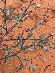 Vittadinia pterochaeta