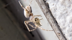 Larinioides patagiatus