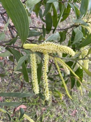 Acacia leiocalyx