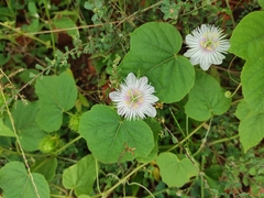 Passiflora foetida