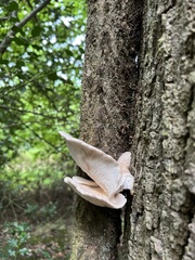 Pleurotus pulmonarius