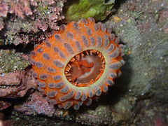 Phlyctenanthus australis