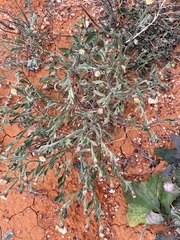 Vittadinia pterochaeta