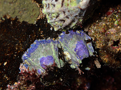 Austrobalanus imperator