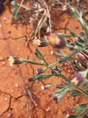 Vittadinia pterochaeta