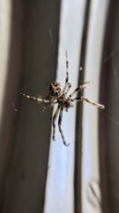 Larinioides sclopetarius