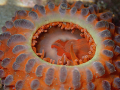 Phlyctenanthus australis