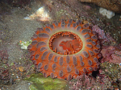 Phlyctenanthus australis