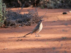 Acanthagenys rufogularis
