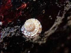 Dicathais orbita