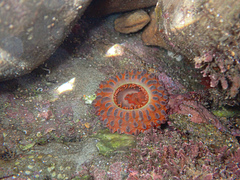 Phlyctenanthus australis